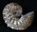 Hoploscaphites Nodosus Ammonite - Iridescent Shell #16259-1